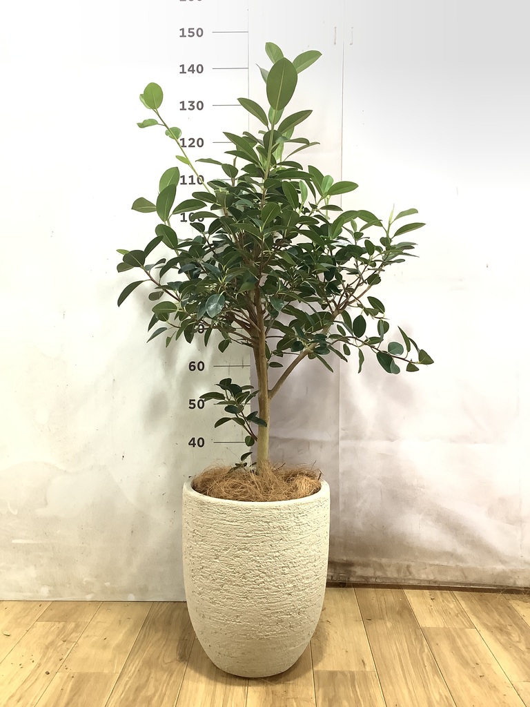 フランスゴム　リビングサイズ　高さ125cm 8号 フランスゴムの木 8号 | 観葉植物 | 送料無料でお届け - Hitohana
