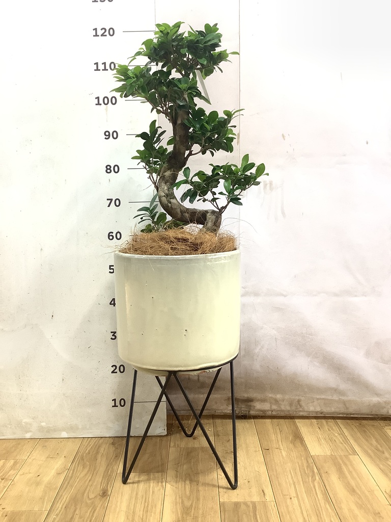 ガジュマル 曲がり | 観葉植物通販 Hitohana（ひとはな）