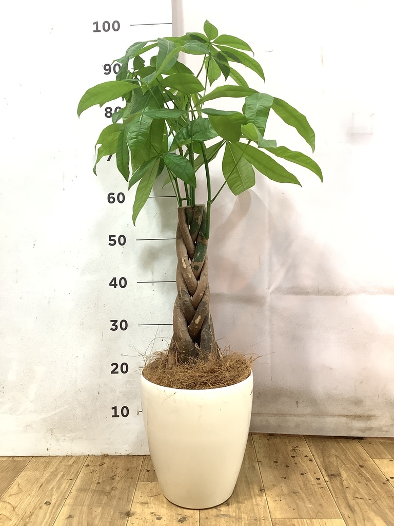 初心者におすすめ 中型観葉植物 | HitoHana（ひとはな）