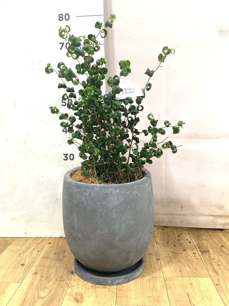観葉植物 フィカス ベンジャミン 6号 バロック インティ グレー 付き