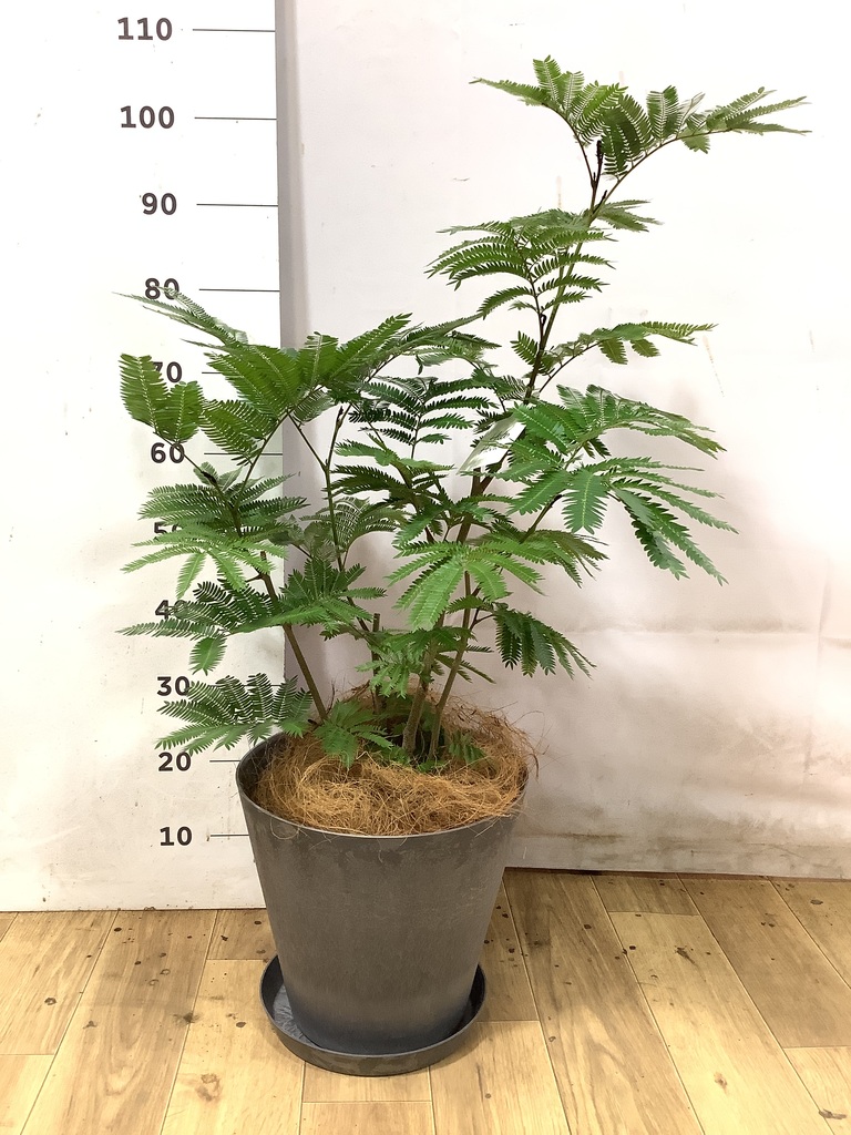 エバーフレッシュ | 観葉植物の通販ならHitoHana（ひとはな）