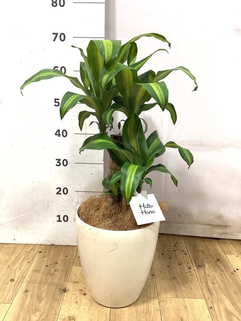 ドラセナ 6号 | 観葉植物の通販ならHitoHana（ひとはな）