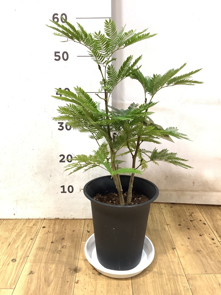 エバーフレッシュ | 観葉植物の通販ならHitoHana（ひとはな）