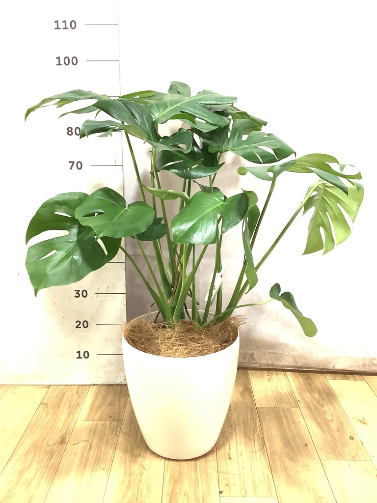 モンステラ 1点もの | 観葉植物 | 送料無料でお届け - Hitohana（ひと