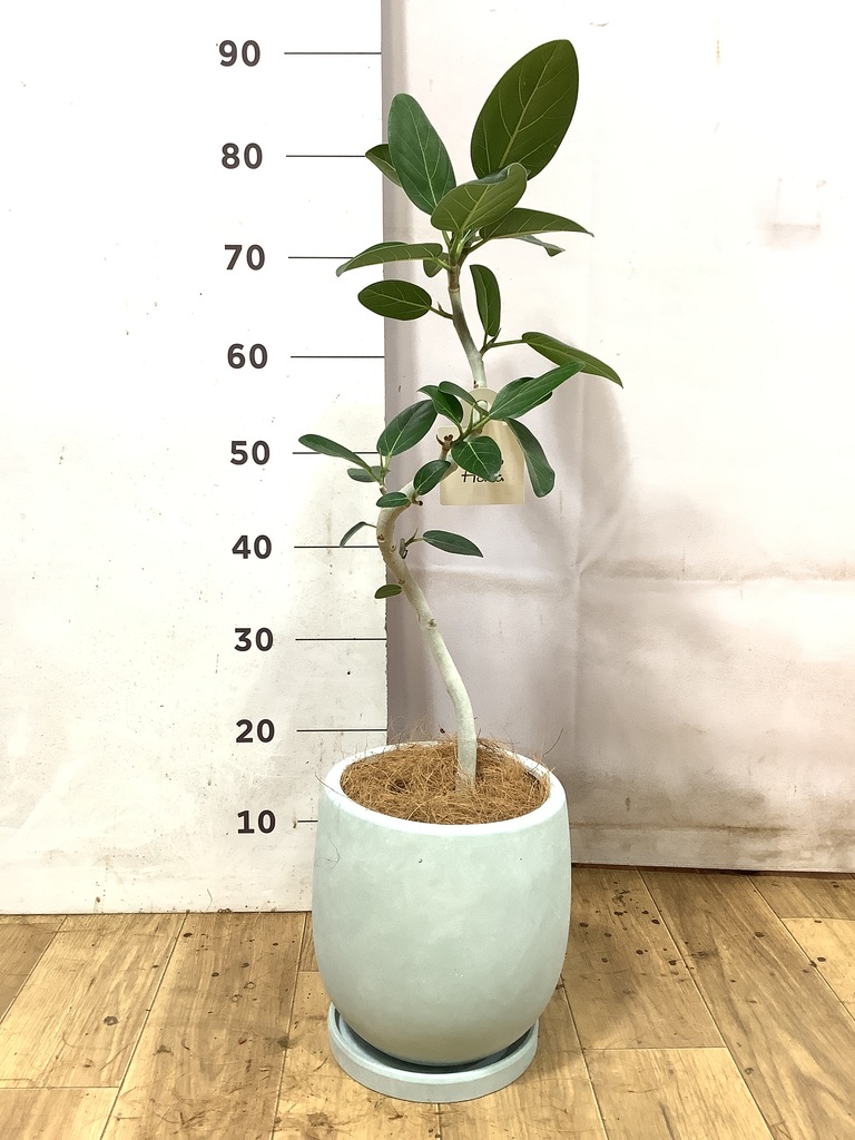 ① フィカス　ベンガレンシス　5.5号鉢★ 高さ87センチくらい フィカス ベンガレンシス 5号 | 観葉植物通販 HitoHana（ひとはな）
