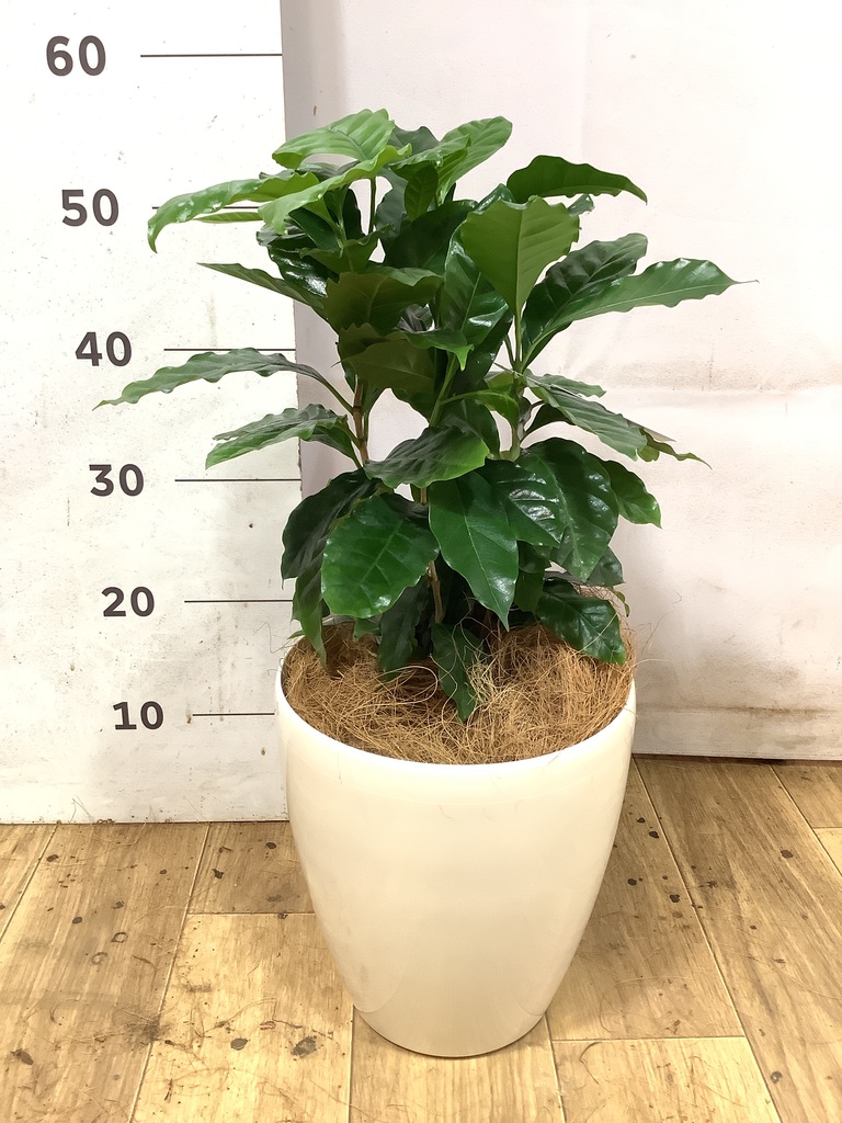コーヒーの木 6号 | 観葉植物 | 送料無料でお届け - Hitohana（ひとはな）