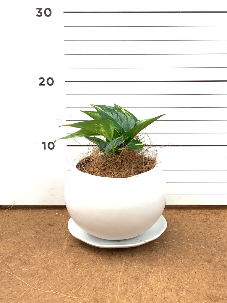 ポトス 3号 | 観葉植物 | インテリアやギフトに - Hitohana（ひとはな）