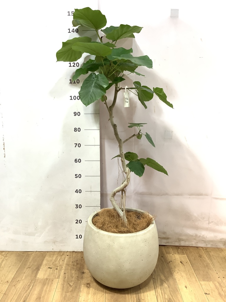 フィカス ウンベラータ 曲がり | 観葉植物通販 HitoHana（ひとはな）