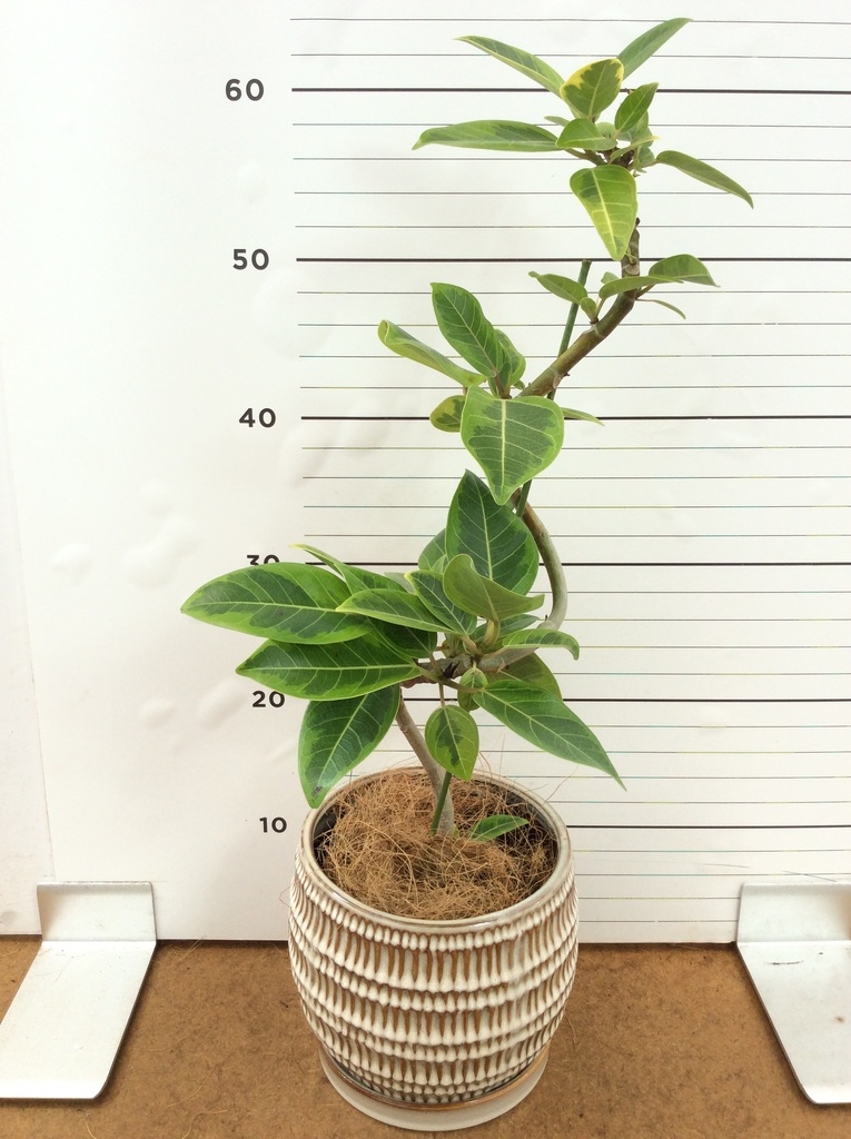 フィカス アルテシーマ | 観葉植物通販 HitoHana