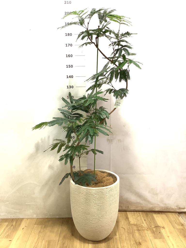 エバーフレッシュ 10号 | 観葉植物の通販ならHitoHana（ひとはな）