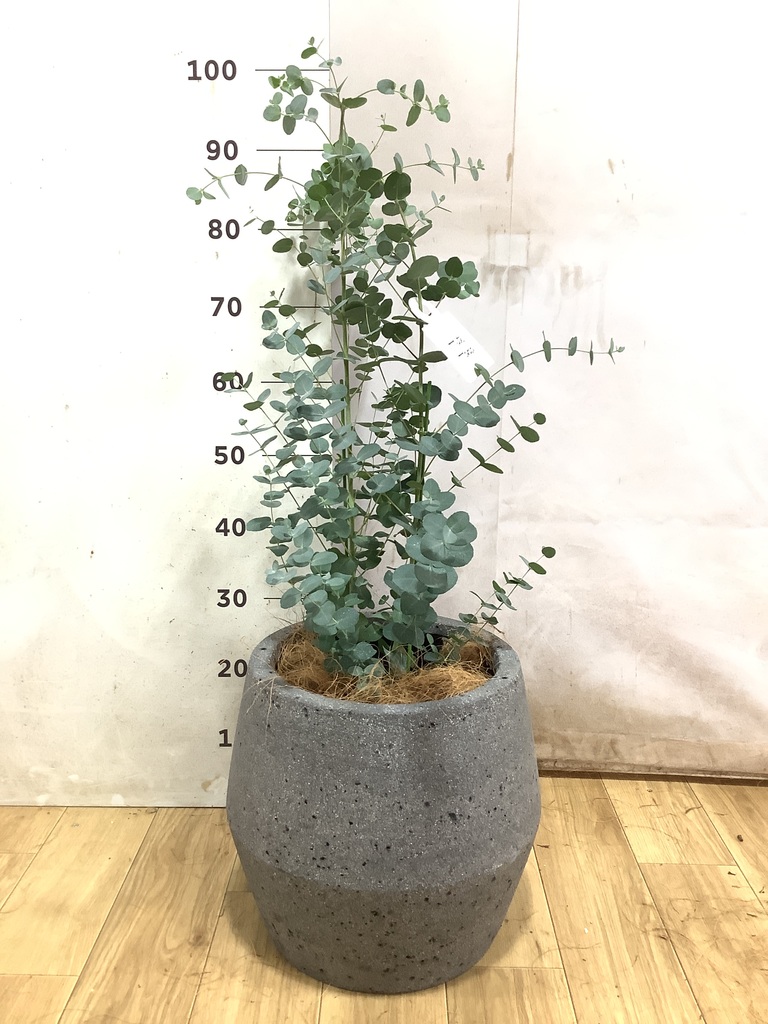 観葉植物 ユーカリ 7号 グニー プロスパー トゥーボ マスタード 付き