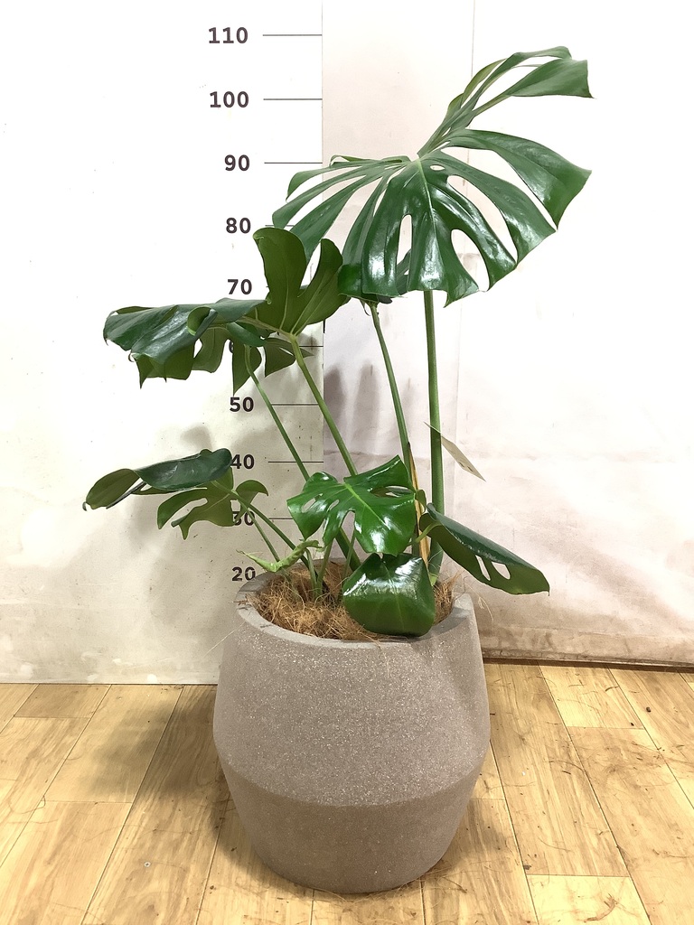 斑入りモンステラ 全高55センチ (7号)鉢植え 観葉植物 モンステラ【80cm】7号 斑入り プラスチック鉢 #69045 | 観葉