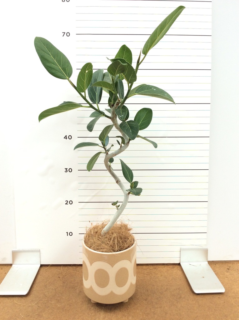 フィカス ベンガレンシス 4号 | 観葉植物通販 HitoHana（ひとはな）