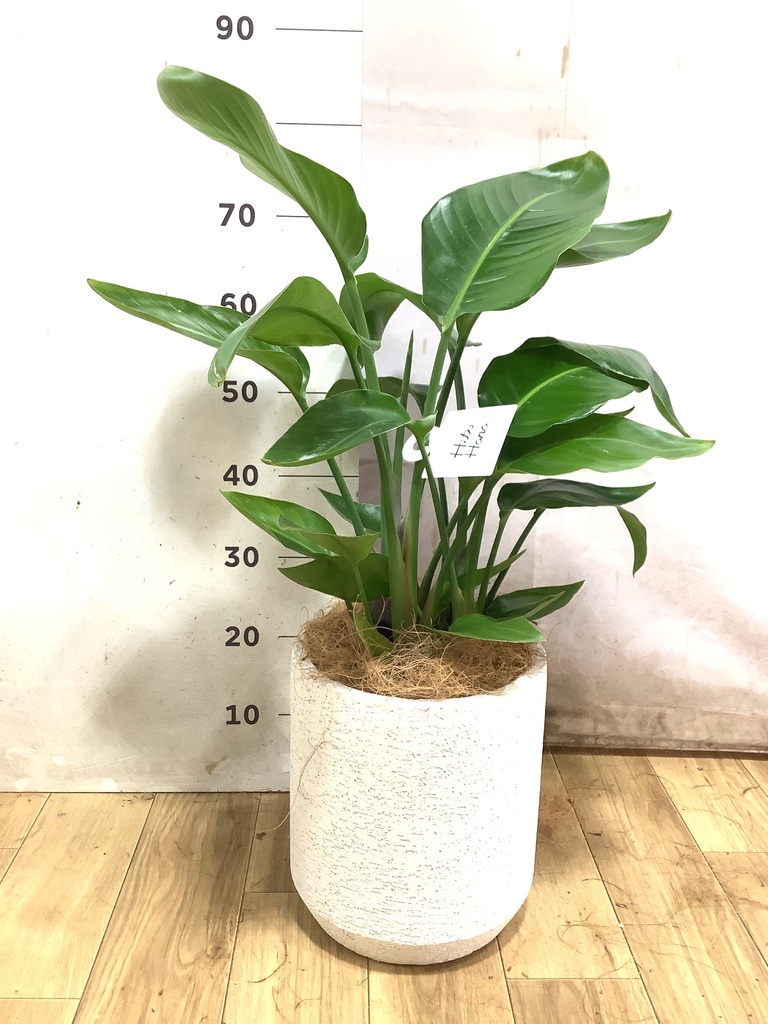オーガスタ 7号 | 観葉植物の通販ならHitoHana