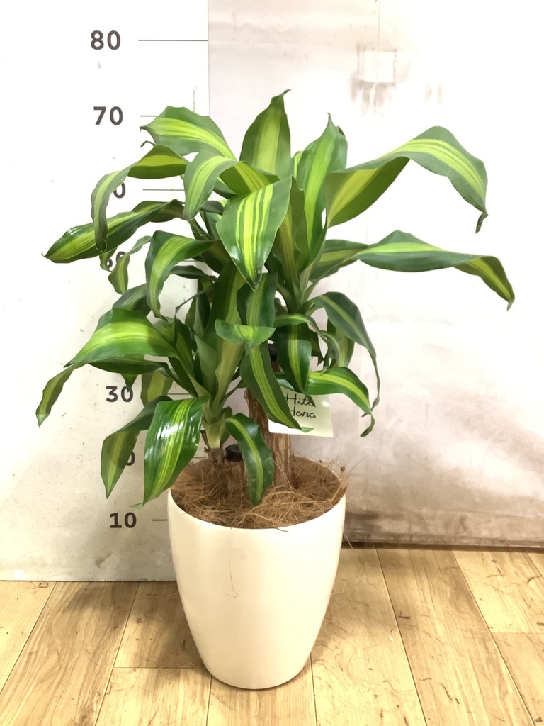 【引取特価】【美形】破格！ドラセナ約80cm 6号鉢 ドラセナ 6号 | 観葉植物の通販ならHitoHana（ひとはな）