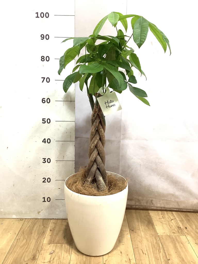 パキラ 7号 | 観葉植物の通販ならHitoHana（ひとはな）