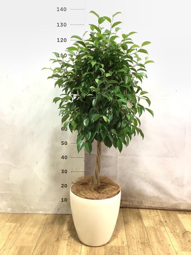 フィカス ベンジャミン | 観葉植物の通販ならHitoHana