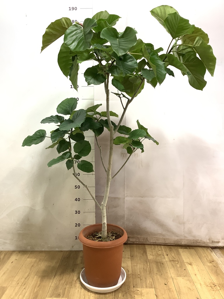 ウンベラータ 10号 | 観葉植物の通販ならHitoHana（ひとはな）