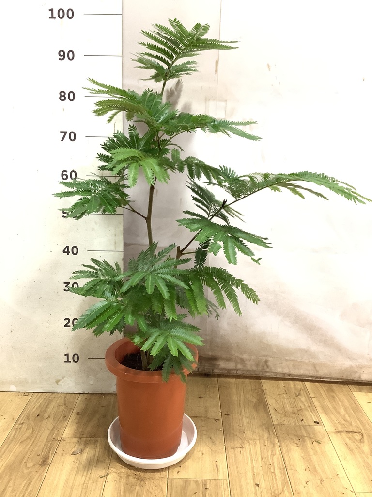 エバーフレッシュ | 観葉植物の通販ならHitoHana（ひとはな）