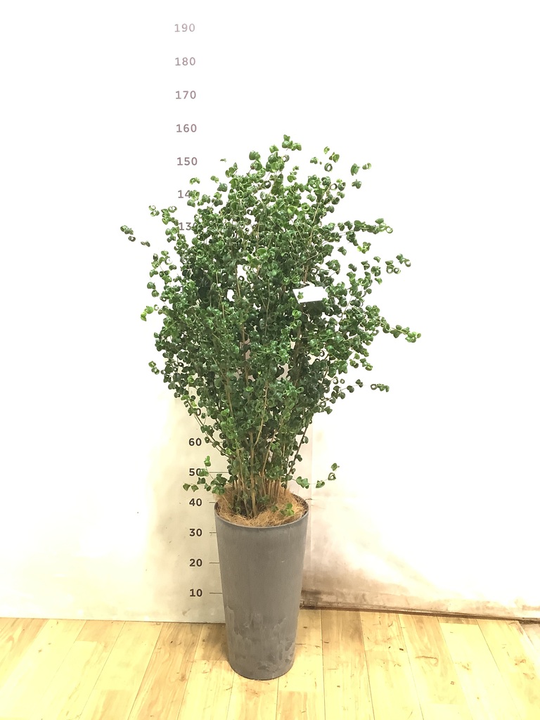 フィカス ベンジャミン 8号 | 観葉植物 | インテリアやギフトに