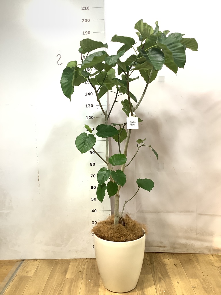 フィカス ウンベラータ ノーマル | 観葉植物の通販ならHitoHana（ひと