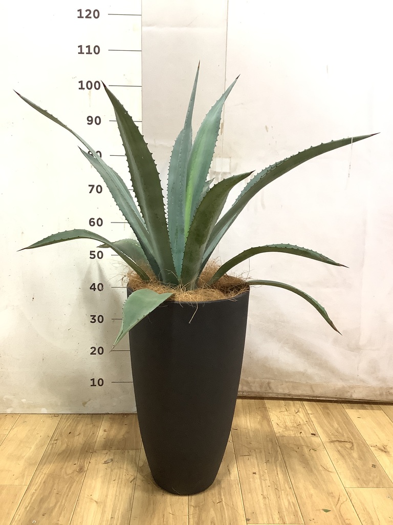 観葉植物 アオノリュウゼツラン 8号 アメリカーナ プラスチック鉢