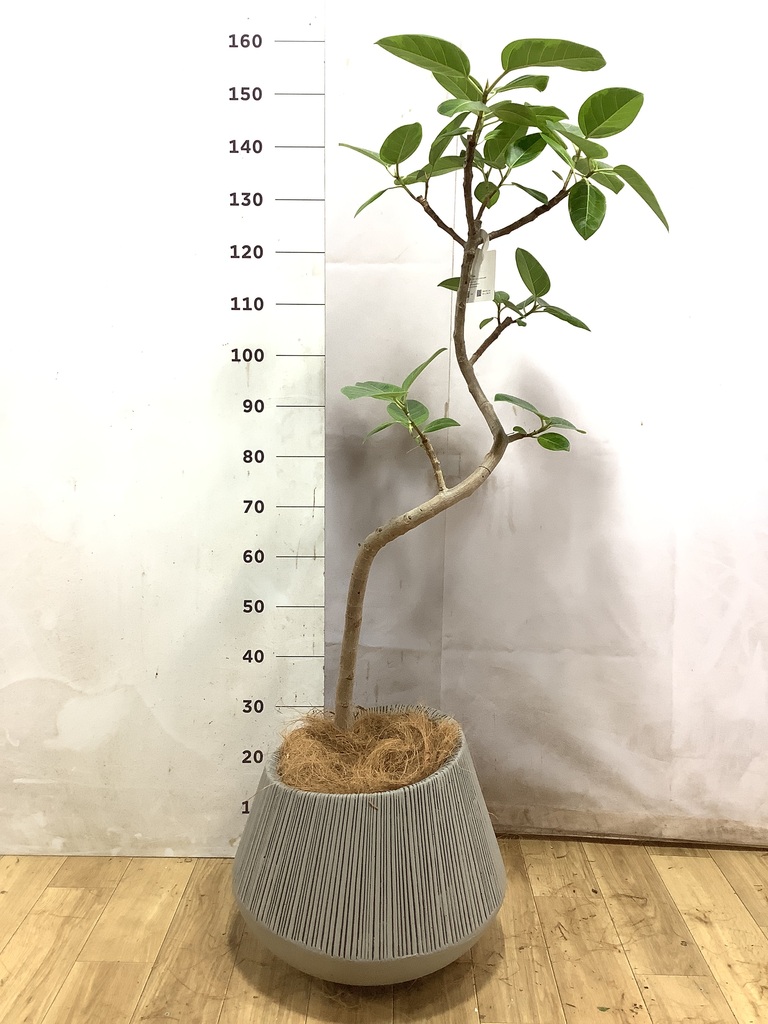 フィカス アルテシーマ | 観葉植物通販 HitoHana