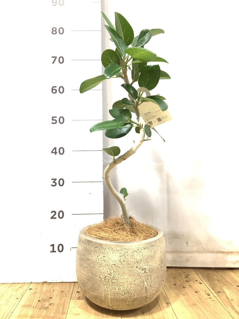 観葉植物 フィカス ベンガレンシス 5号 曲り プラスチック鉢 | 観葉