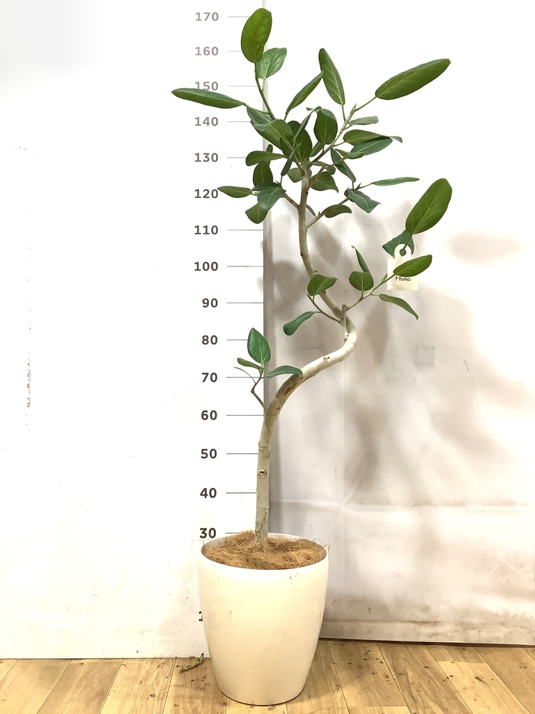 フィカス ベンガレンシス 8号 | 観葉植物通販 Hitohana（ひとはな）
