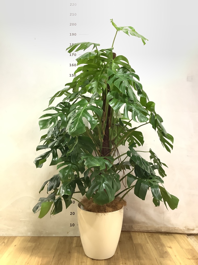 モンステラ 1点もの | 観葉植物 | 送料無料でお届け - Hitohana（ひと