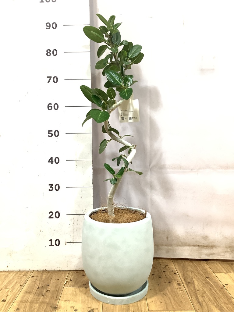 フィカス ベンガレンシス 5号 | 観葉植物通販 HitoHana（ひとはな）