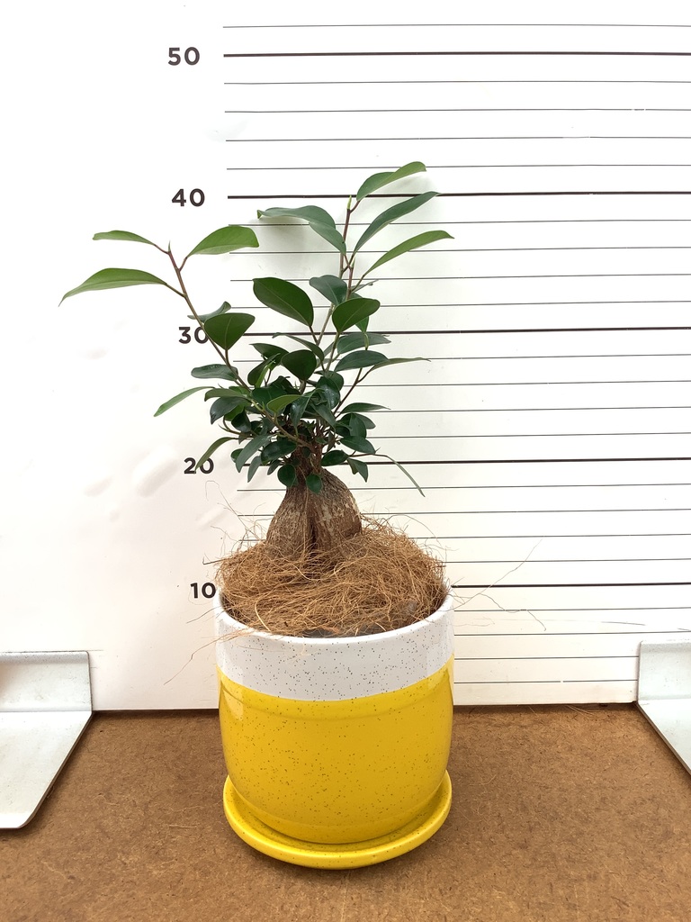 ガジュマル 4号 | 観葉植物の通販ならHitoHana（ひとはな）