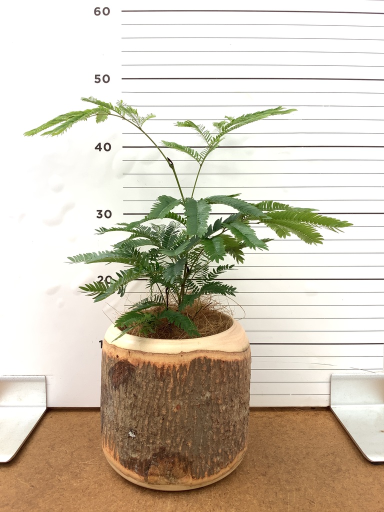 エバーフレッシュ | 観葉植物の通販ならHitoHana（ひとはな）