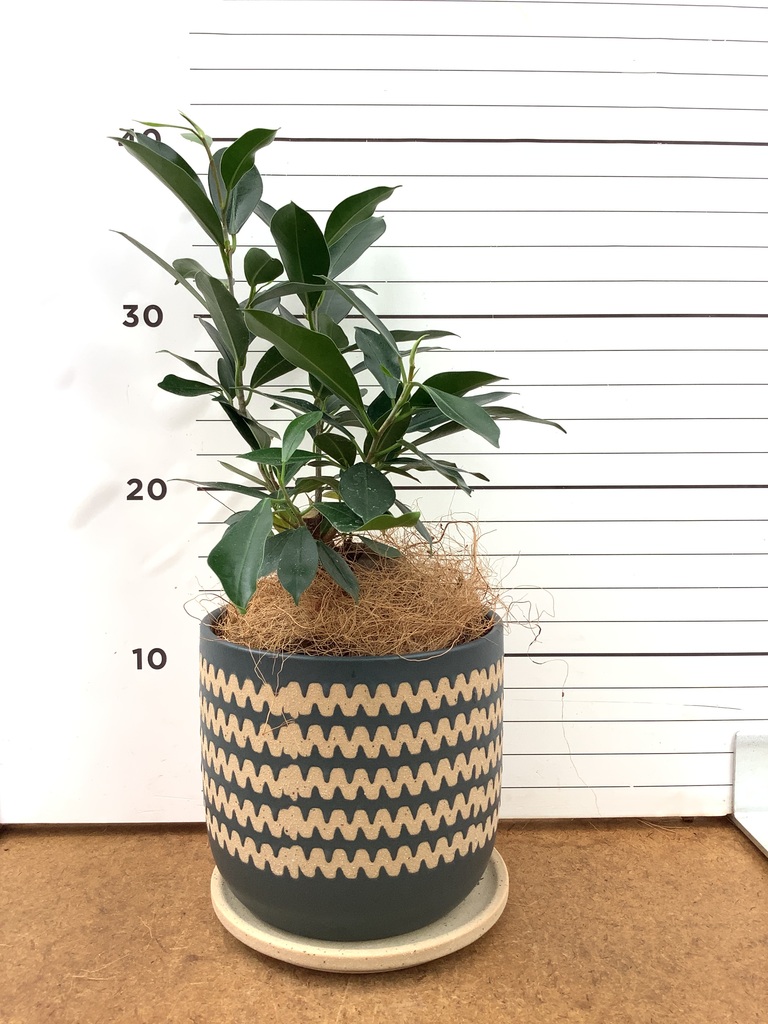 ガジュマル 4号 | 観葉植物の通販ならHitoHana（ひとはな）