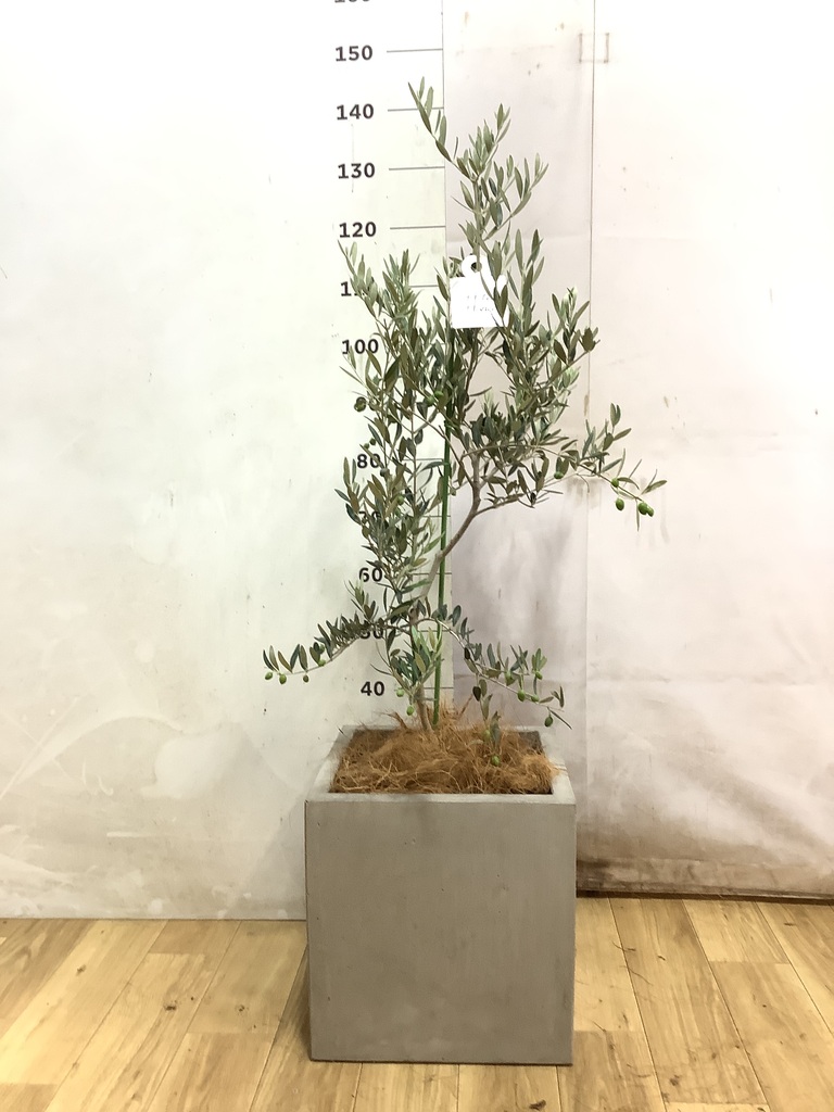 観葉植物 オリーブの木 8号 カヨンヌ フォリオアルトエッグ ブラック