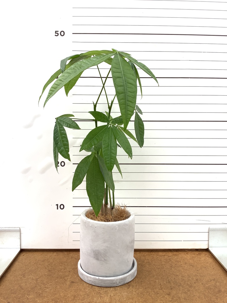 観葉植物 パキラ 3号 寄せ インナ 11 G 付き | 観葉植物ならHitoHana