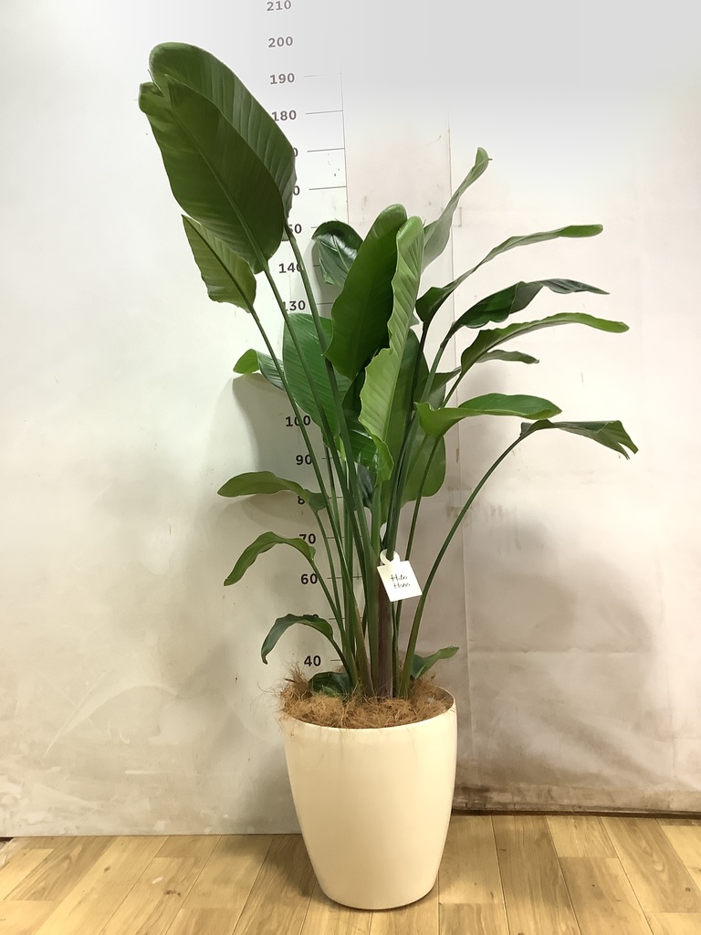 オーガスタ | 観葉植物の通販ならHitoHana（ひとはな）