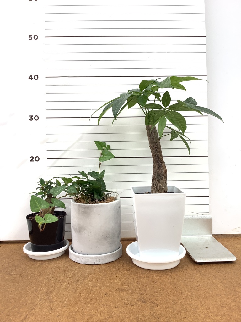 パキラ 4号 | 観葉植物通販 Hitohana（ひとはな）