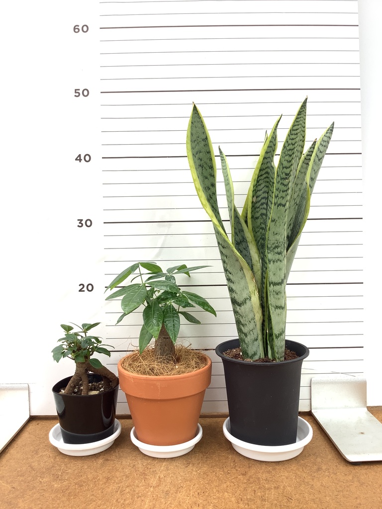 ガジュマル 1点もの（現品・現物） | 観葉植物通販HitoHana(ひとはな)