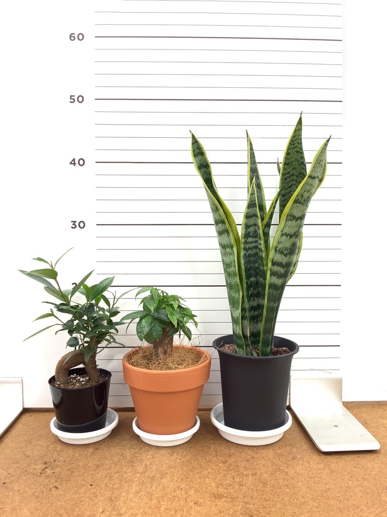 観葉植物 初心者にもおすすめお試し3点セット（サンスベリア 4号