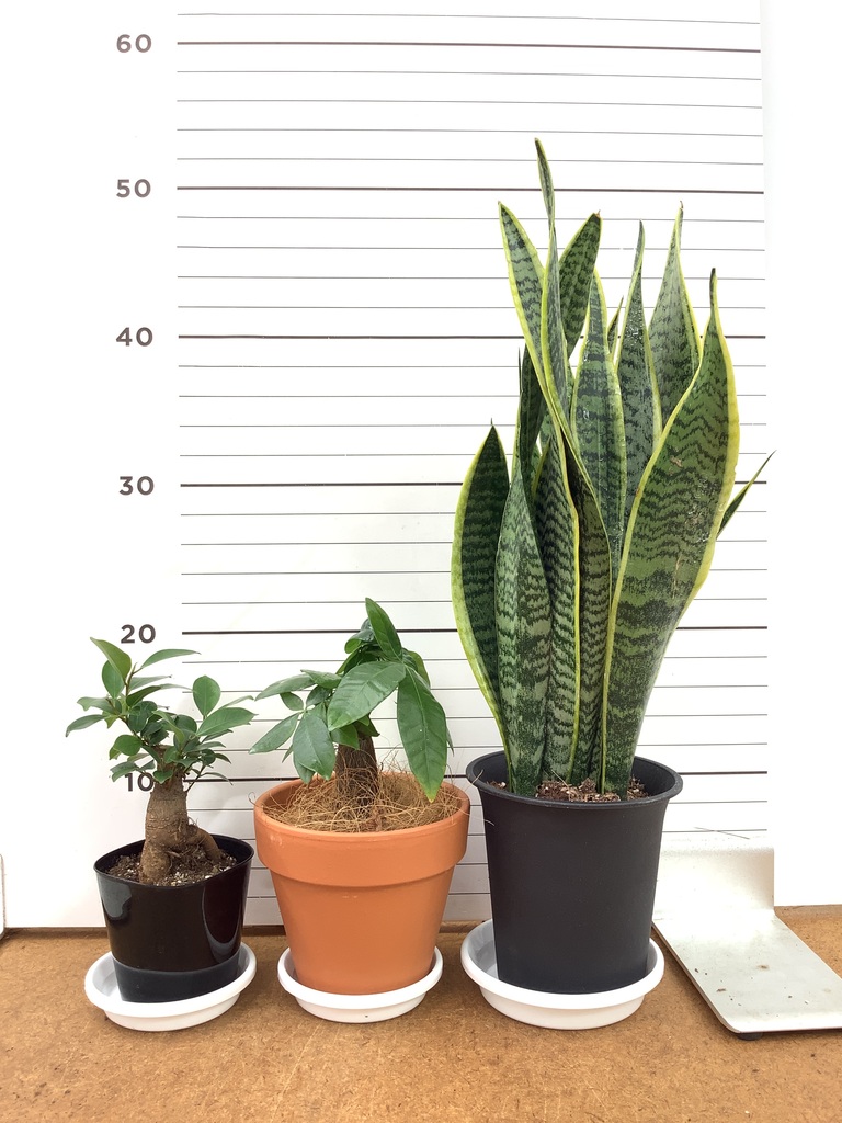 観葉植物 初心者にもおすすめお試し3点セット（サンスベリア 4号