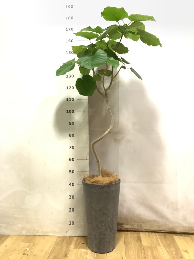 フィカス ウンベラータ 曲がり | 観葉植物通販 HitoHana（ひとはな）