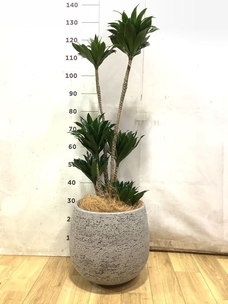 ドラセナ コンパクター 8号 | 観葉植物通販HitoHana(ひとはな)