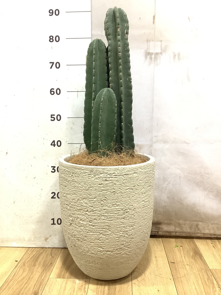 観葉植物 柱サボテン 8号 アートストーン ラウンド TERRA 付き | 観葉