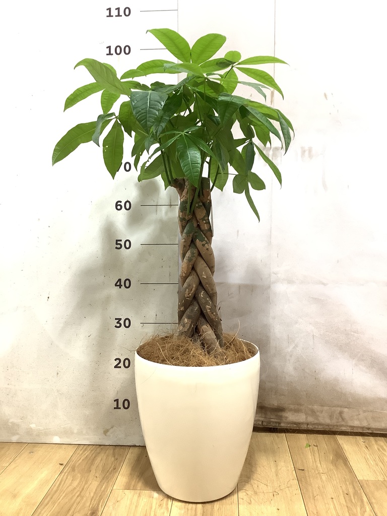 パキラ 7号 | 観葉植物の通販ならHitoHana（ひとはな）