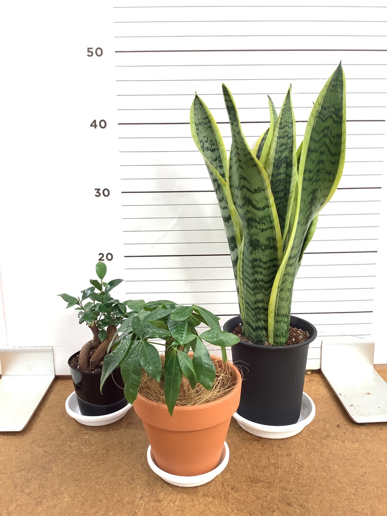 パンダ ガジュマル | 観葉植物通販HitoHana(ひとはな)