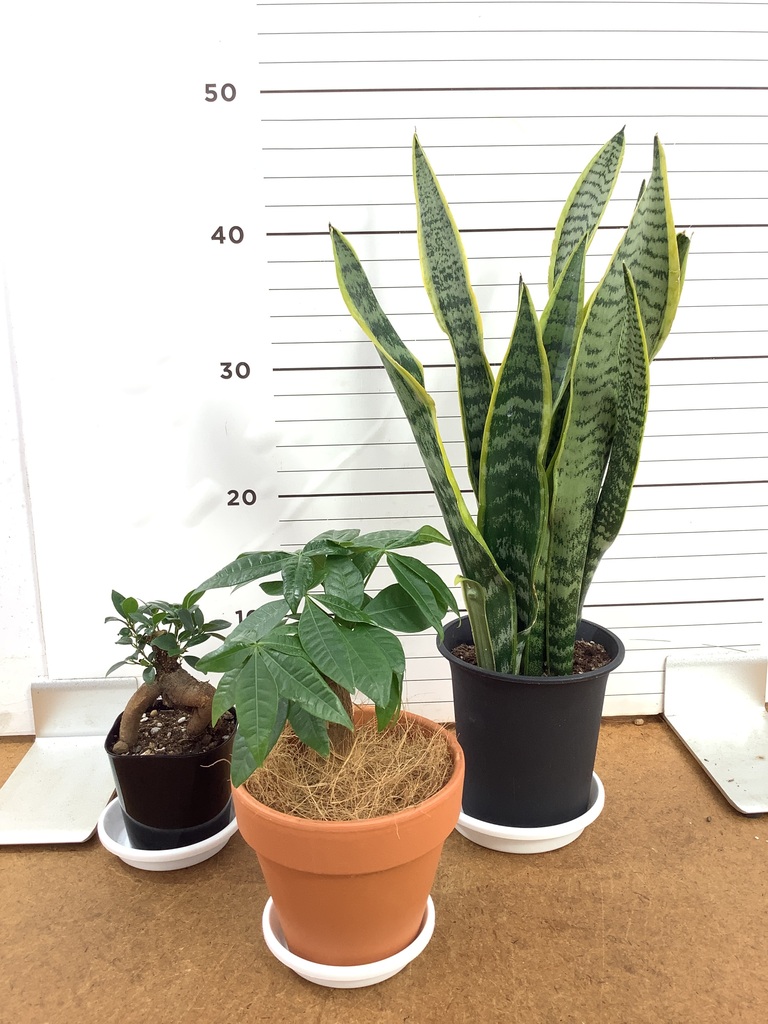 パンダ ガジュマル | 観葉植物通販HitoHana(ひとはな)