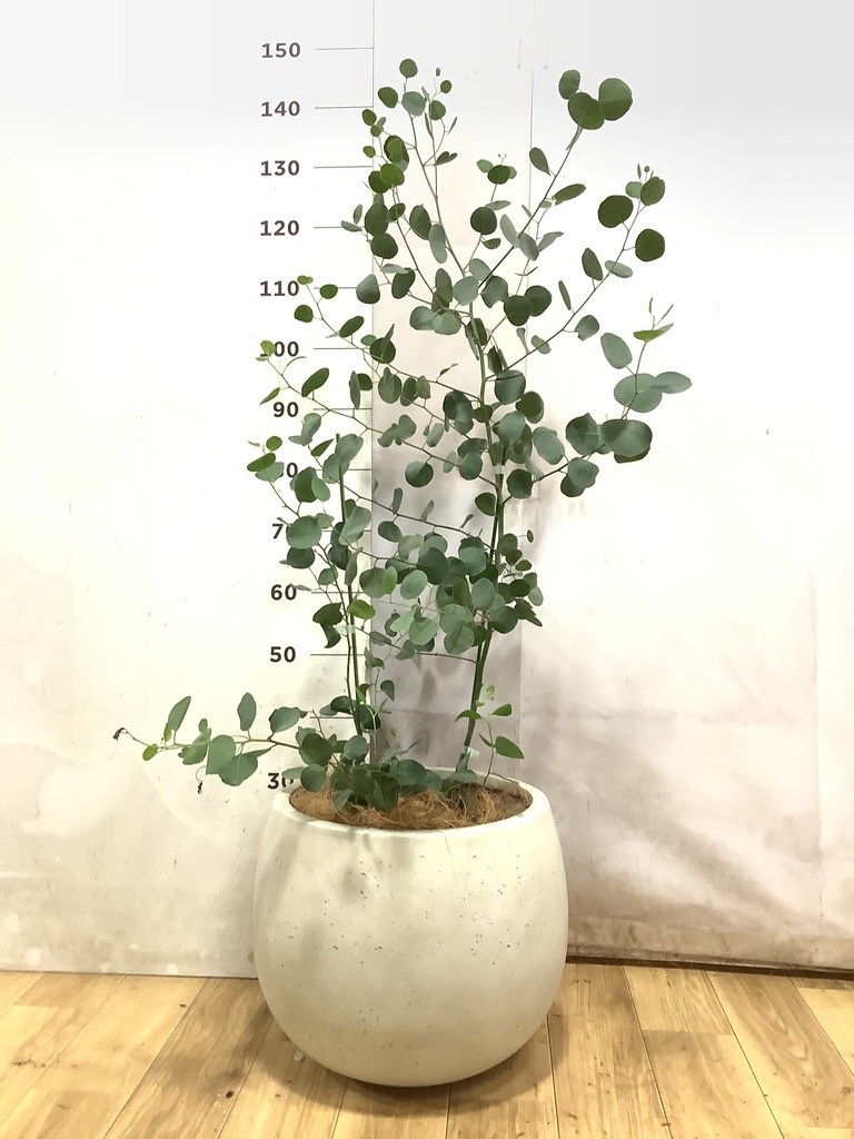 ネイティブプランツ | 通販専門店 HitoHana（ひとはな）
