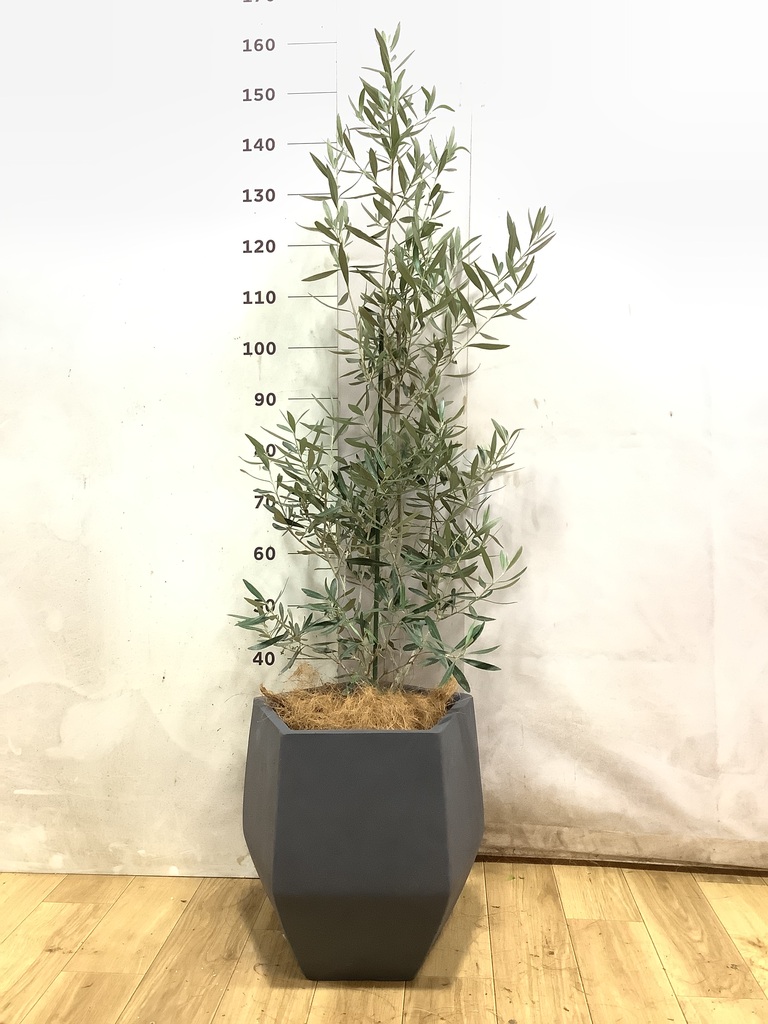 オリーブの木 個性あふれる１点もの　超特大フリーカット　潔く愚直に生きる姿 オリーブの木 1点もの（現品・現物） | 観葉植物通販HitoHana(ひとはな)