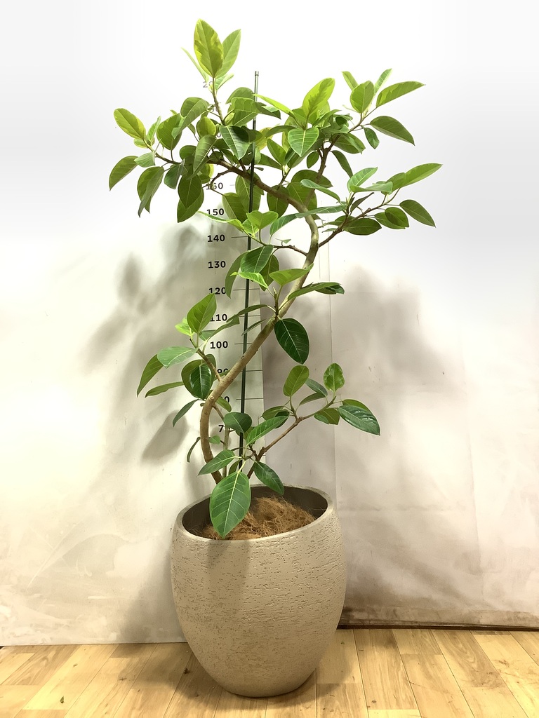 フィカス アルテシーマ | 観葉植物通販 HitoHana